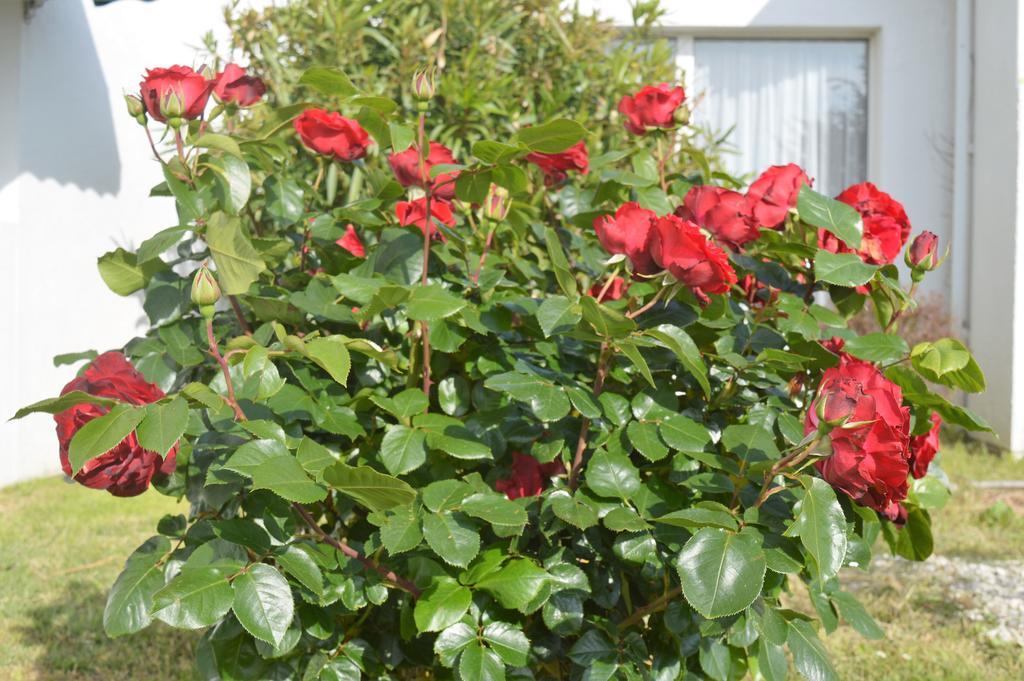 Les Jardins D'Oleron Hotel Saint-Pierre-d'Oleron Buitenkant foto